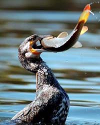 Cormorant Fishing