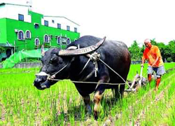 Water Buffalo are plowing the field