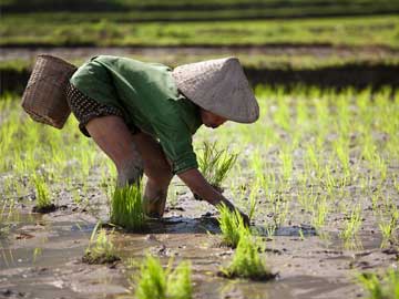 Farmers Sowing